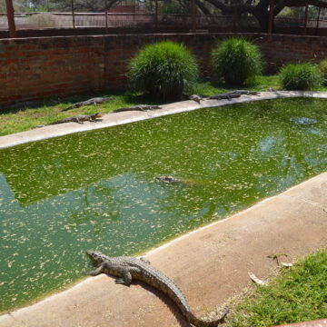 crocs3 1 Covid helps crocodile ranch grow thick skin