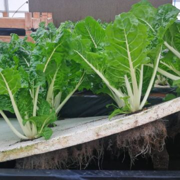 crop Crop producers face market access challenges