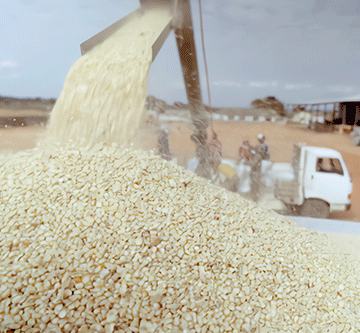 crop Insufficient rainfall leads to low crop production