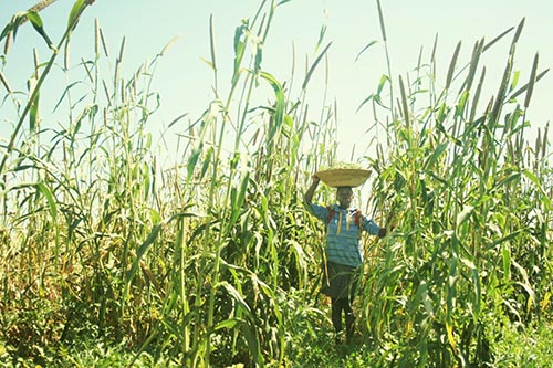 crop2 Using chemical remedies in crop production