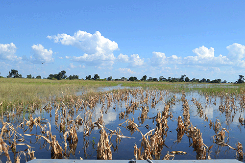 crops 1 Kabbe farmers fear famine…as floods decimate crop fields