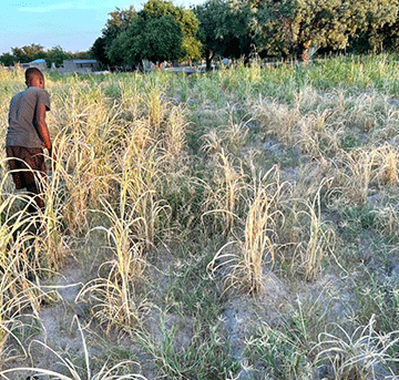 crops2 Northern farmers fear drought