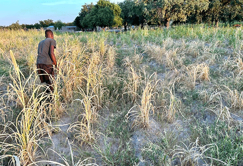 crops2 Northern farmers fear drought