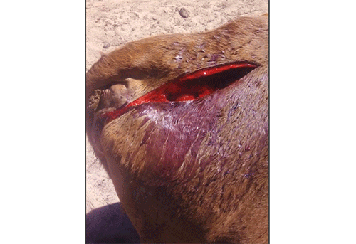 cruelty Cruelty, stock theft hit Kalkpan