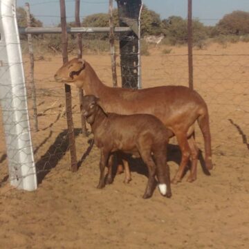 damara1 For the love of Damara sheep