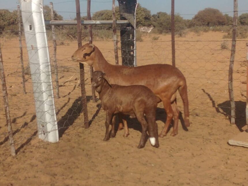 damara1 For the love of Damara sheep