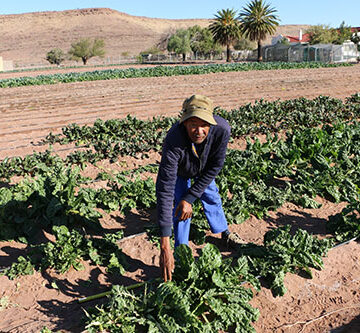 daweb Green scheme battles baboons, market challenges