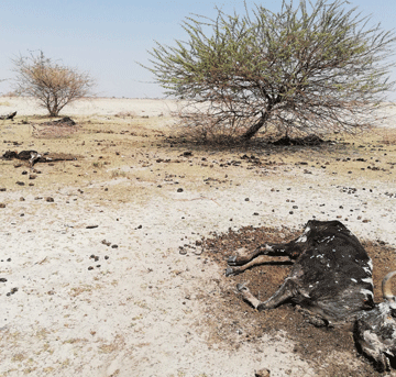 de stock ǁAmaxu ûitsamaxūna tamas ka i o ǂoa!nâ, tin ge ǂgari-aona ge mîbahe