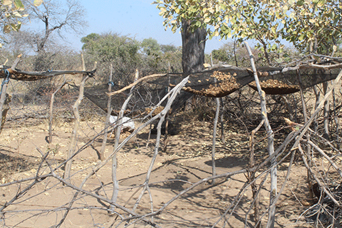 devil claw 2 1 Devil’s Claw earns women solid income