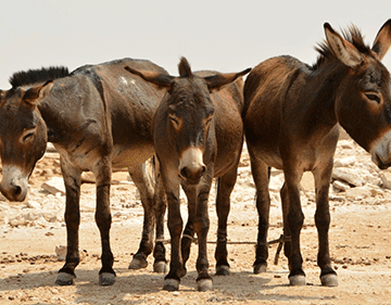 donkeys Akawa: Oovene vomikunda tava dipaa oimuna yovanhu otava ka pewa ehandukilo