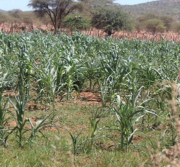 drought 2 Kunene drought situation critical …calls for prolonged drought relief
