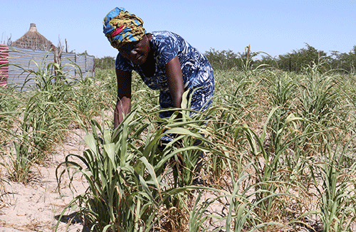 drought 2 Farmers fear drought amidst floods
