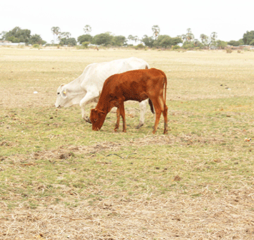 drought 2 Aanafalama yomahangu yasholola