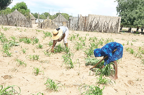 drought 5 130 000 queue up for drought relief in Omusati