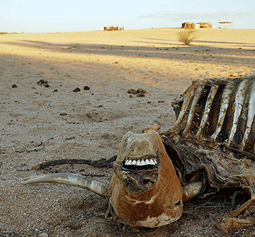 drought relief Farmers bemoan slow drought relief