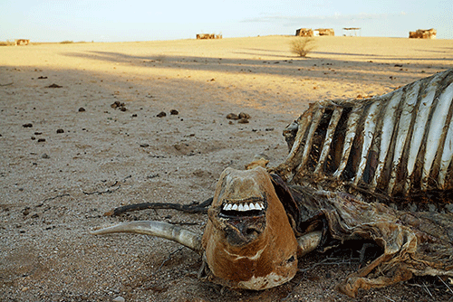 drought relief Farmers bemoan slow drought relief