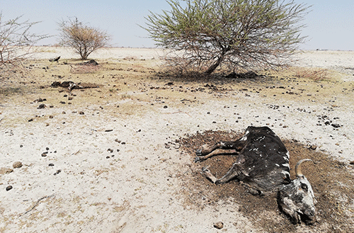 drought8 Nust, partners dig into climate change awareness…as Namibia heats up