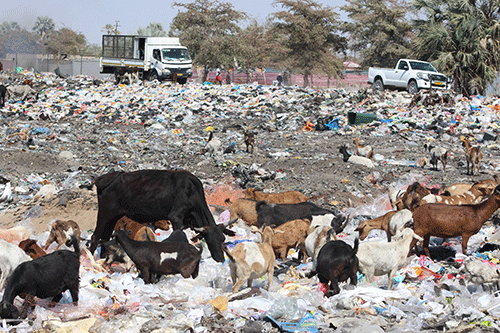 dumpsite 1 Desperate farmers let livestock graze on dumpsites