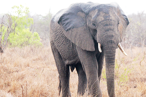 elephant Gumwe a dhipagwa kondjamba