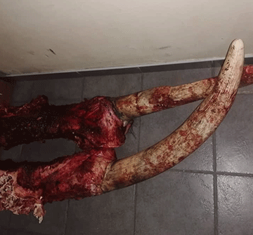 elephant Elephant poached in Kavango West