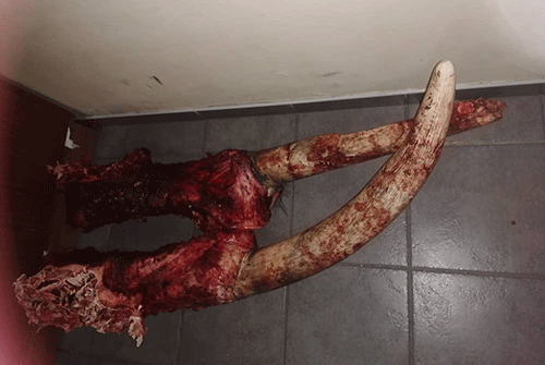 elephant Elephant poached in Kavango West