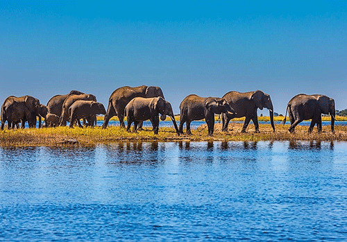 elephants 1 Botswana elephants report denounced for lying