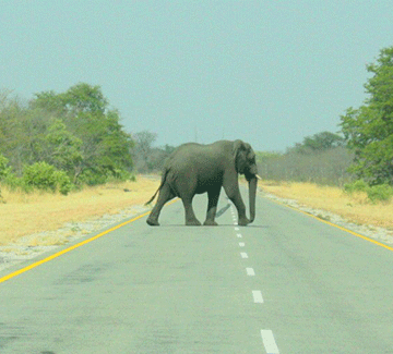 elephants ǂKhoan ge ǀapas !garo!āǀkhariga ra ǂkhôadī