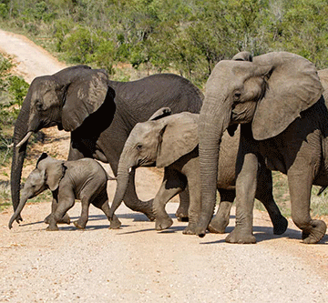 elephants escape from etosha Uusita woondjamba wa tauka mokashana