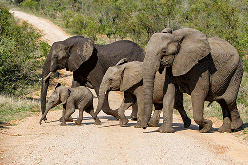 elephants escape from etosha Uusita woondjamba wa tauka mokashana