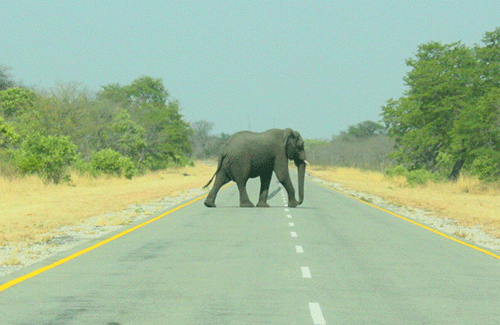 elephants ǂKhoan ge ǀapas !garo!āǀkhariga ra ǂkhôadī