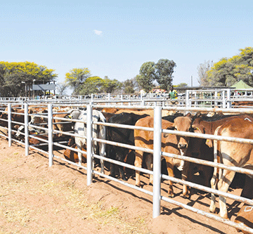 epukiro farmers 3 Epukiro farmers blast EEFA for cancelled auction