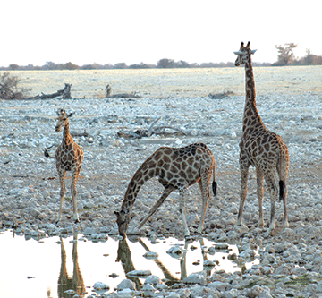 etosha LLF signs agreement with WWF and IRDNC