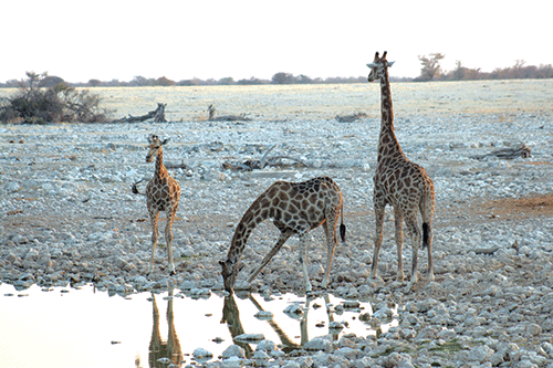 etosha LLF signs agreement with WWF and IRDNC