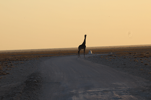 etosha1 First-ever Etosha Carnival geared for 2024