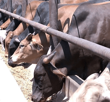 exports Steep decline in cattle exports as drought persists