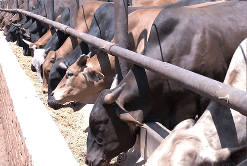 exports Steep decline in cattle exports as drought persists