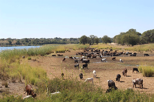 exports Namibian exports shrink