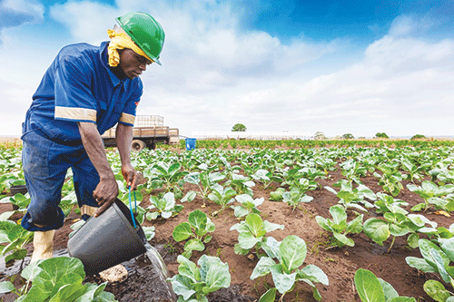 fao namibia Accurate statistics vital for thriving agri sector: FAO