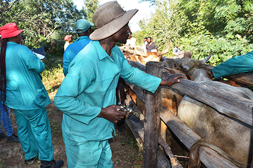 fao support Veterinary services, FAO tackle animal health crisis