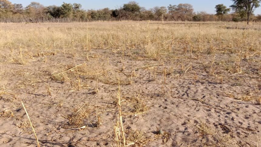 Resettled farmers risk losing land