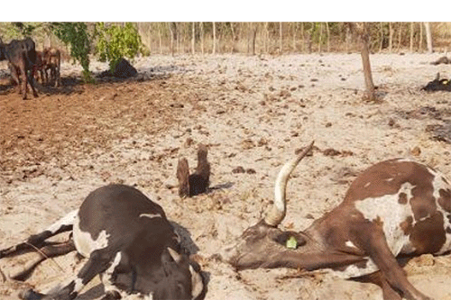 farmers 3 Aanafalama ya gandja uusama kuNamWater sho iimuna yawo ya si ke nota
