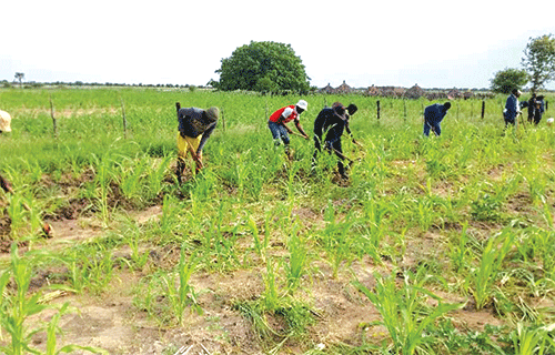 farmers 4 Irimari urges farmers to utilise agricultural subsidies