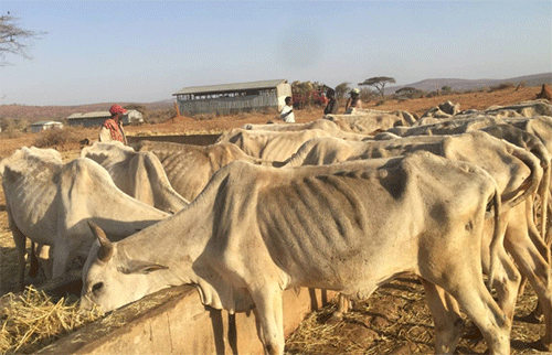 farmers drought picture Drought: Farmers forced to migrate …as government declares state of emergency