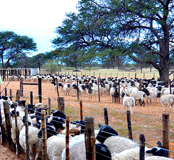 farmers market ePlatform boosts Namibian farmers’ income