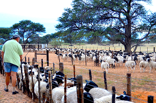 farmers market ePlatform boosts Namibian farmers’ income