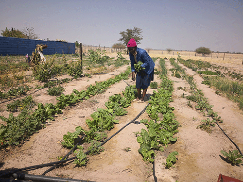 farming Shanakulya oshanakulonga… Nkene iikunino tayi kandula po oluhepo nondjala moshigwana