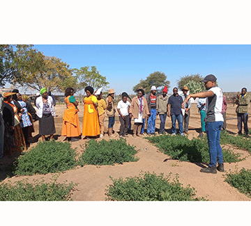 Cattle country diversifies to crop farming