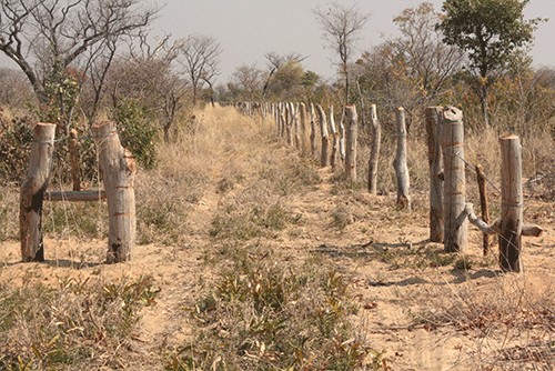 fencing Illegal fencing persists