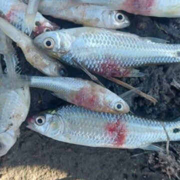 fish Efundja fish could be contaminated – Biologist