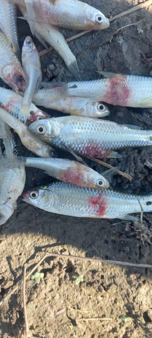 fish Efundja fish could be contaminated – Biologist